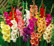 Gladiolus flower bulbs for sale  Manitowoc
