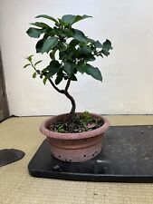 Prebonsai bonsai melo usato  Olgiate Olona