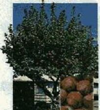 Pecan tree inch for sale  Mount Vernon