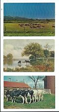 Vintage cattle postcards for sale  Mason