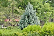 Picea pungens fastigiata for sale  Silverton