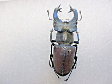 Entomologie Lucanidae Lucanus cervus male large 82 mm France-Montauban for sale  Shipping to South Africa