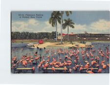 Postcard flamingos feeding d'occasion  Expédié en Belgium
