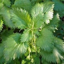Stinging nettle 100 for sale  Akron