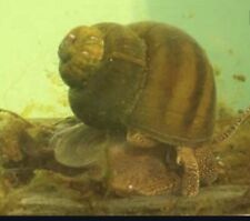 Trapdoor snails wildlife for sale  BELLSHILL
