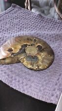 Display piece ammonite for sale  Edgewater