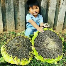 Sonnenblumensamen mongolische  gebraucht kaufen  Lehrte