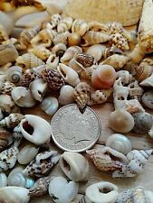 100 mixed seashells for sale  PORTHCAWL