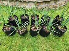 Yucca rostrata plants for sale  CAMBERLEY