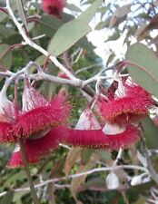 Usado, Silver Princess Eucalyptus caesia ssp magna 50 Semillas  segunda mano  Embacar hacia Argentina