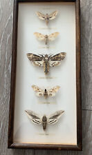 Taxidermy hawk moths for sale  UK