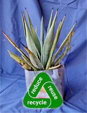 Caribbean agave angustifolia for sale  Chandler