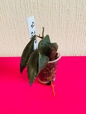 Hoya mirabilis clon gebraucht kaufen  Dudweiler