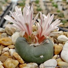 Fresh cactus seed for sale  UK