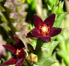 UNROOTED Orbea taitica clone_2 no huernia caralluma stapelia pseudolithos, used for sale  Shipping to South Africa