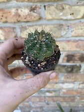Notocactus species pot for sale  Houston