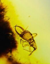 Fóssil de insetos birmaneses larvas de mosca da areia do Cretáceo inseto âmbar Mianmar, usado comprar usado  Enviando para Brazil