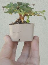 Erodium pre bonsai for sale  Rosemead