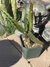Aloe cameronii small for sale  Phoenix