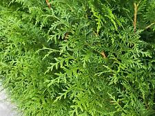 thuja plicata hedging for sale  KING'S LYNN