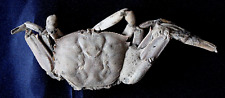 Crabe macrophtalmus pléistoc� d'occasion  La Roche-sur-Yon
