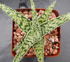 Aloe hybrids types for sale  Tucson