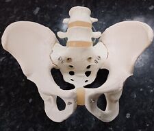 Teaching medical model for sale  CAMBRIDGE