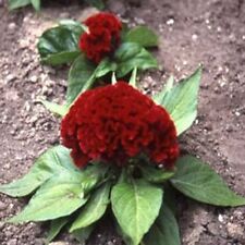 Cockscomb - (Celosia Cristata) - Carmine - 25 semillas - BOGO 50% de descuento VENTA segunda mano  Embacar hacia Argentina