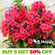 Drummond phlox coccinea for sale  DONCASTER