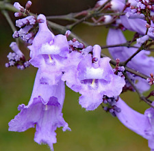 Usado, Jacaranda mimosifolia -  - jacaranda viola ** comprar usado  Enviando para Brazil