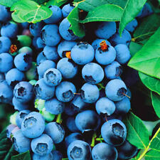 organic blueberry bushes for sale  UK