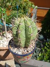 Leucostele scheckii cactus. for sale  Tucson