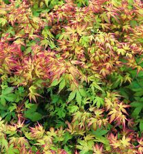 Japanese maple katsura for sale  Shipping to Ireland