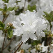Suttons garden rhododendron for sale  PAIGNTON