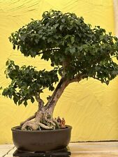 Joe super bonsai gebraucht kaufen  Spiesen-Elversberg