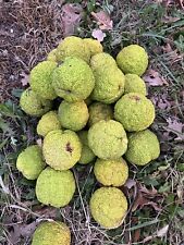Hedge apples ball for sale  Spring Hill