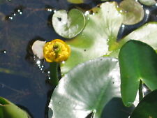 Nuphar pumila kleine gebraucht kaufen  Schmidmühlen