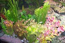 Bund aquariumpflanzen ware gebraucht kaufen  Oberottmarshausen