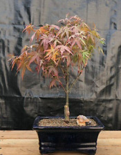 Japanese red maple for sale  Patchogue
