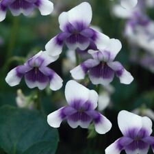 Viola hederacea plug for sale  LONDON