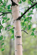Silver birch tree for sale  NORTHWICH