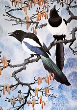 .magpies perched alder for sale  NELSON