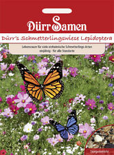 lepidoptera gebraucht kaufen  Pulheim