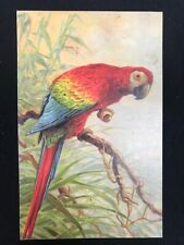 Cartolina pappagallo ara usato  Ariccia