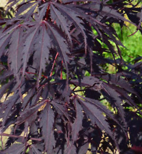 Acer palmatum black for sale  Garden City
