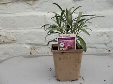 Erysimum bowles mauve for sale  WOLVERHAMPTON