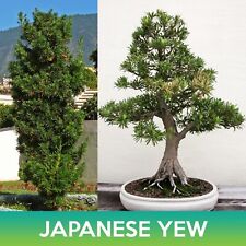Japanese yew seeds for sale  Belmont