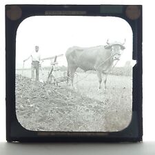 Bullock ploughing rural for sale  MANCHESTER