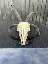 ram skulls for sale  LEICESTER