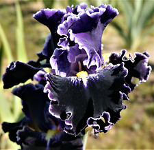 Iris dark universe usato  Bologna